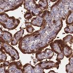 Flavin reductase Antibody in Immunohistochemistry (IHC)