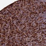 Flavin reductase Antibody in Immunohistochemistry (IHC)