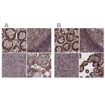 LYPLA3 Polyclonal Antibody