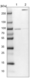 ARHGAP17 Antibody in Western Blot (WB)