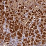 NUBP2 Antibody in Immunohistochemistry (Paraffin) (IHC (P))