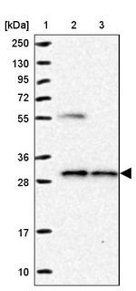 NUBP2 Antibody in Western Blot (WB)