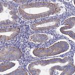 PIGU Antibody in Immunohistochemistry (Paraffin) (IHC (P))