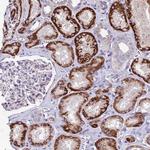 PIGU Antibody in Immunohistochemistry (Paraffin) (IHC (P))
