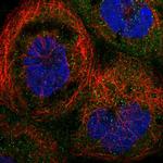 TRAPPC2L Antibody in Immunocytochemistry (ICC/IF)