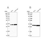 CKAP1 Antibody in Western Blot (WB)