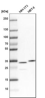 CKAP1 Antibody in Western Blot (WB)