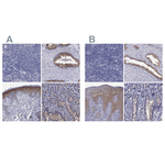 SULT2B1 Antibody in Immunohistochemistry (Paraffin) (IHC (P))