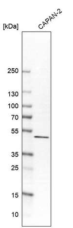 SULT2B1 Antibody in Western Blot (WB)