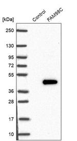 FAM98C Antibody in Western Blot (WB)