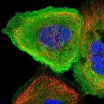 CCDC15 Polyclonal Antibody