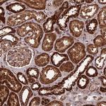 CCDC15 Antibody in Immunohistochemistry (Paraffin) (IHC (P))