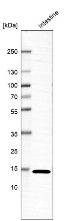 Galectin 10 Antibody in Western Blot (WB)