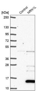 NRN1L Antibody in Western Blot (WB)
