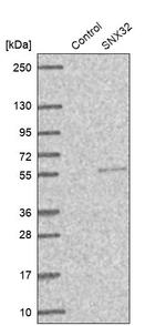 SNX32 Antibody in Western Blot (WB)