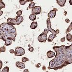 SLC38A7 Polyclonal Antibody