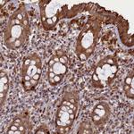 SLC38A7 Antibody in Immunohistochemistry (Paraffin) (IHC (P))