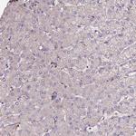 FUZ Antibody in Immunohistochemistry (Paraffin) (IHC (P))