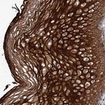 TTC31 Antibody in Immunohistochemistry (Paraffin) (IHC (P))