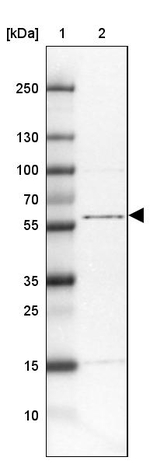 TTC31 Antibody in Western Blot (WB)