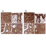 NULP1 Polyclonal Antibody