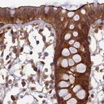 NULP1 Antibody in Immunohistochemistry (IHC)