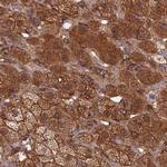 NULP1 Antibody in Immunohistochemistry (IHC)