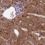 NULP1 Antibody in Immunohistochemistry (IHC)
