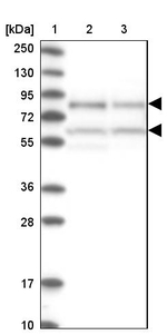 NULP1 Antibody in Western Blot (WB)