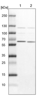 NULP1 Antibody in Western Blot (WB)