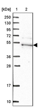 KPTN Antibody in Western Blot (WB)