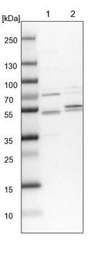 KPTN Antibody in Western Blot (WB)