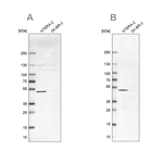 IST1 Antibody in Western Blot (WB)