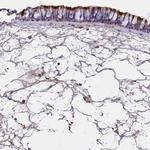 C16orf93 Antibody in Immunohistochemistry (IHC)