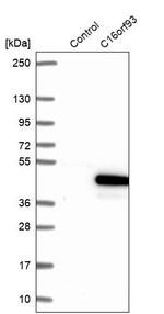 C16orf93 Antibody in Western Blot (WB)