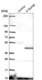 C15orf26 Antibody in Western Blot (WB)