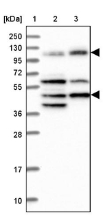 IFT122 Antibody in Western Blot (WB)