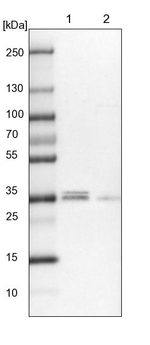 POLR2C Antibody in Western Blot (WB)