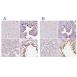ROPN1L Polyclonal Antibody