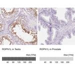 ROPN1L Antibody