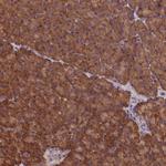 C15orf52 Antibody in Immunohistochemistry (Paraffin) (IHC (P))