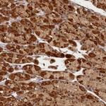 CEP44 Antibody in Immunohistochemistry (IHC)