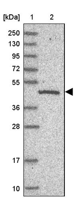 C19orf47 Antibody in Western Blot (WB)