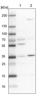 C19orf47 Antibody in Western Blot (WB)