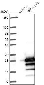 PPP1R14D Antibody in Western Blot (WB)