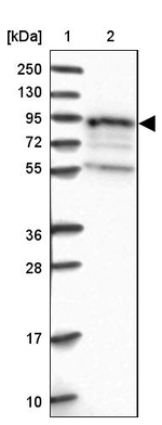 EPS8L1 Antibody in Western Blot (WB)