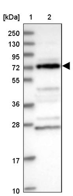 DUS3L Antibody in Western Blot (WB)