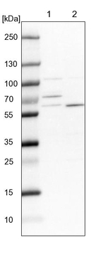 DUS3L Antibody in Western Blot (WB)