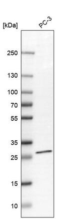 C19orf52 Antibody in Western Blot (WB)