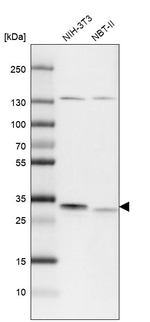 C19orf52 Antibody in Western Blot (WB)